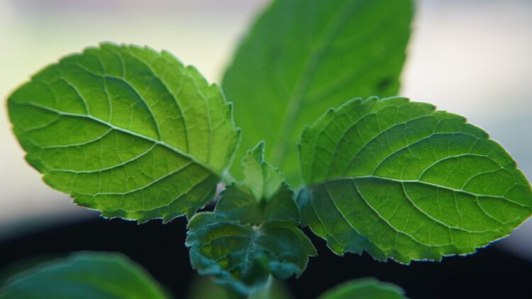 benefits of tulsi water empty stomach
