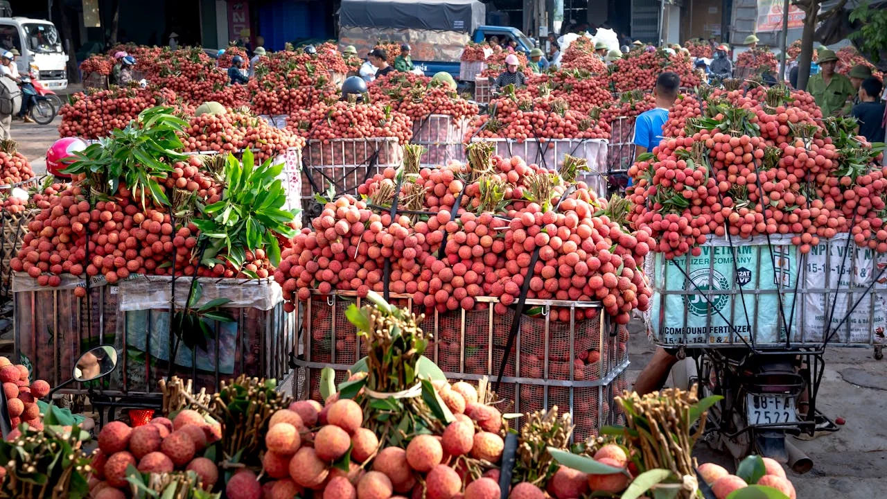 Sturdy Lifestyle Benefits of Lychee in Summer 1
