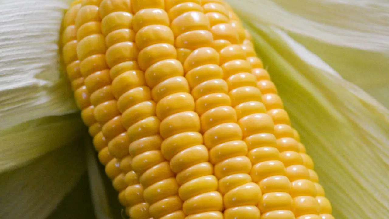 health benefits of sweetcorn in monsoon