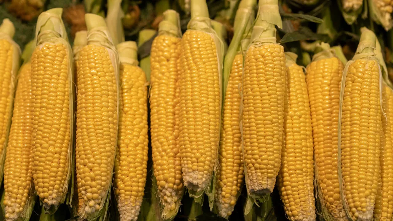 benefits of sweetcorn in bodybuilding