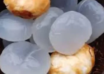role of ice apple in skin