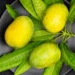 what are the spiritual benefits of mango leaves