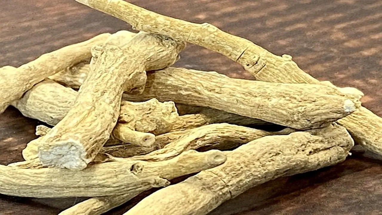 Sturdy Lifestyle Essential Benefits of Ashwagandha 1