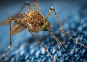 all natural mosquito remedies