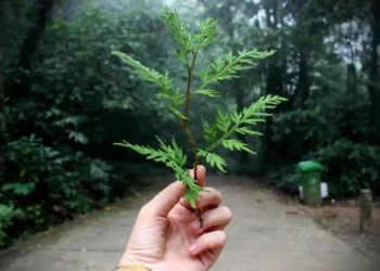 How to conserve the environment