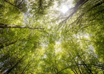 What are the effects of healthy surrounding